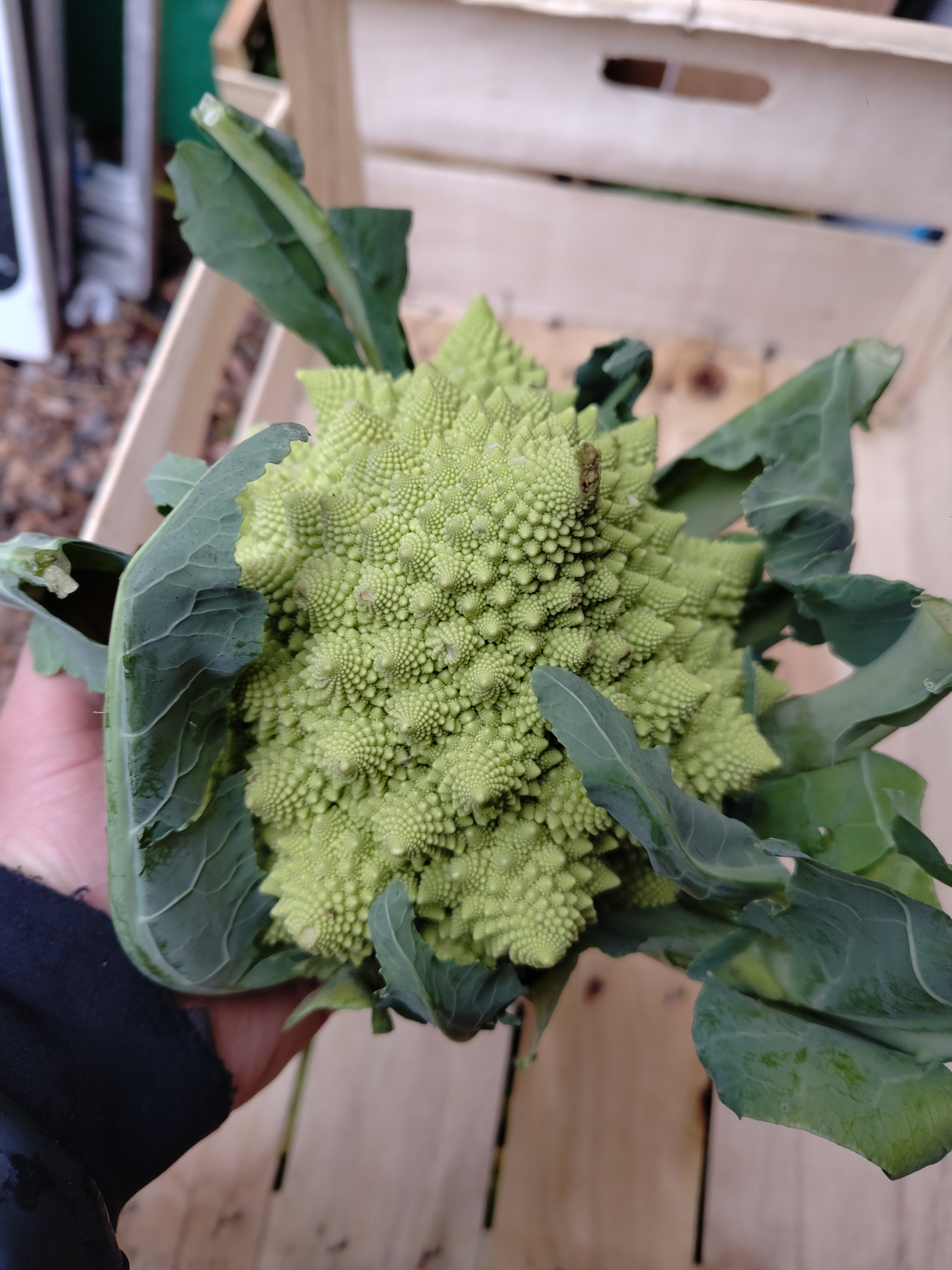 Chou Romanesco