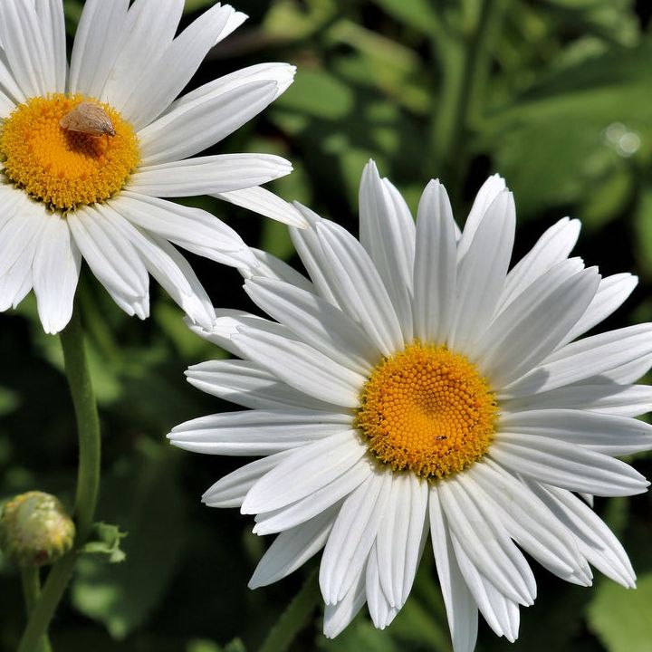 Marguerite géante / Leucantemum maximum - 1l