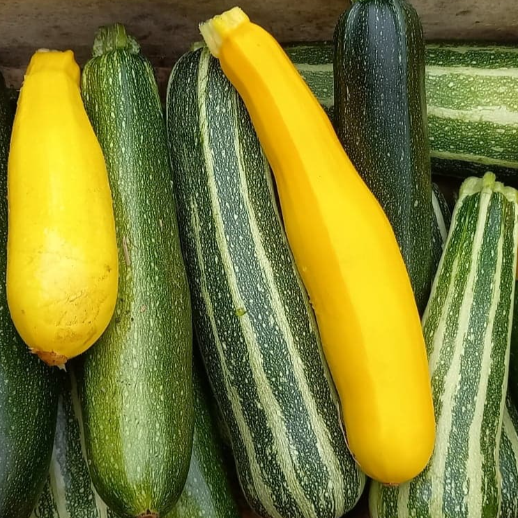 Courgette mélange couleurs 500 gr