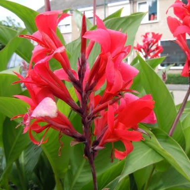 Canna rouge en pot 2 litres
