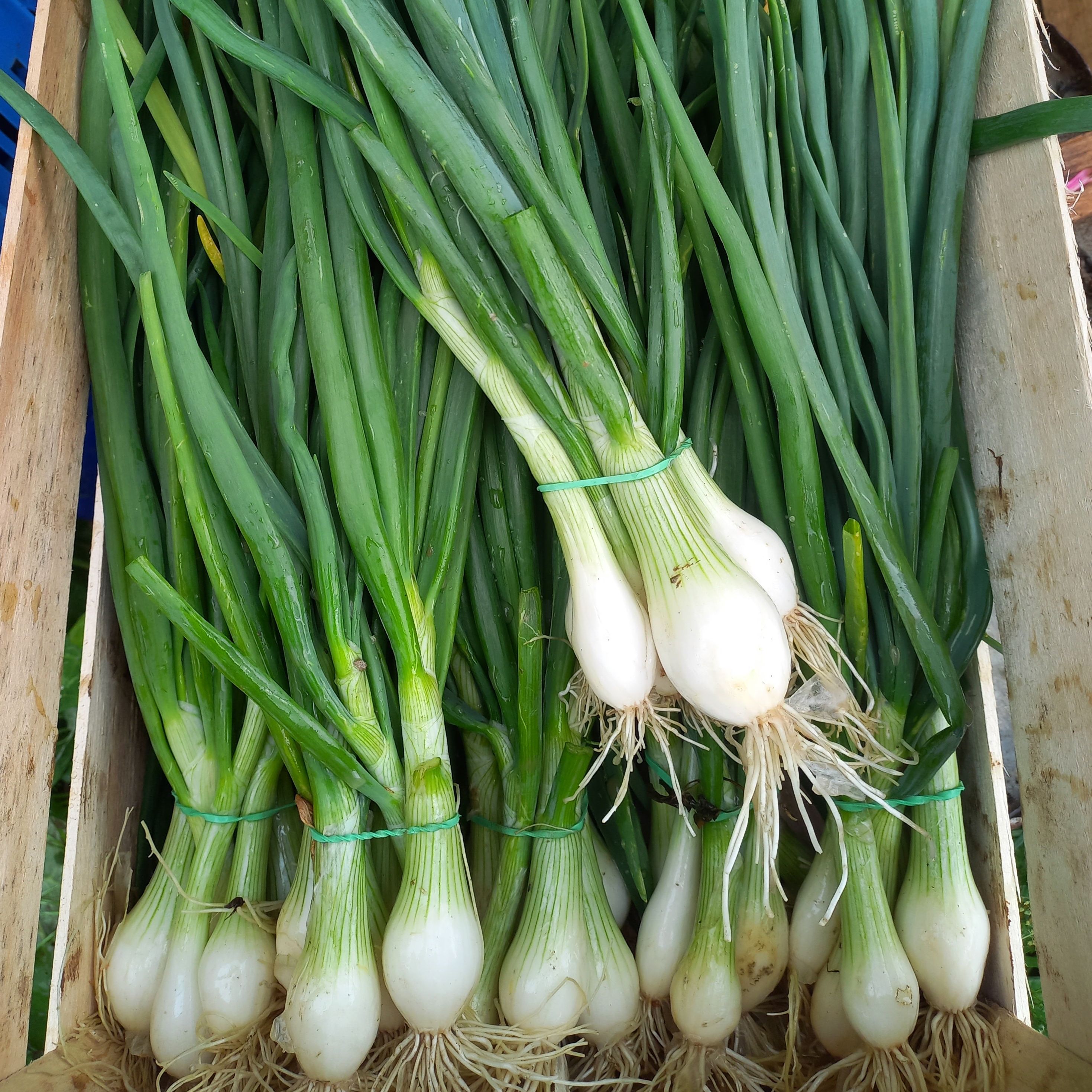 Oignon blanc botte