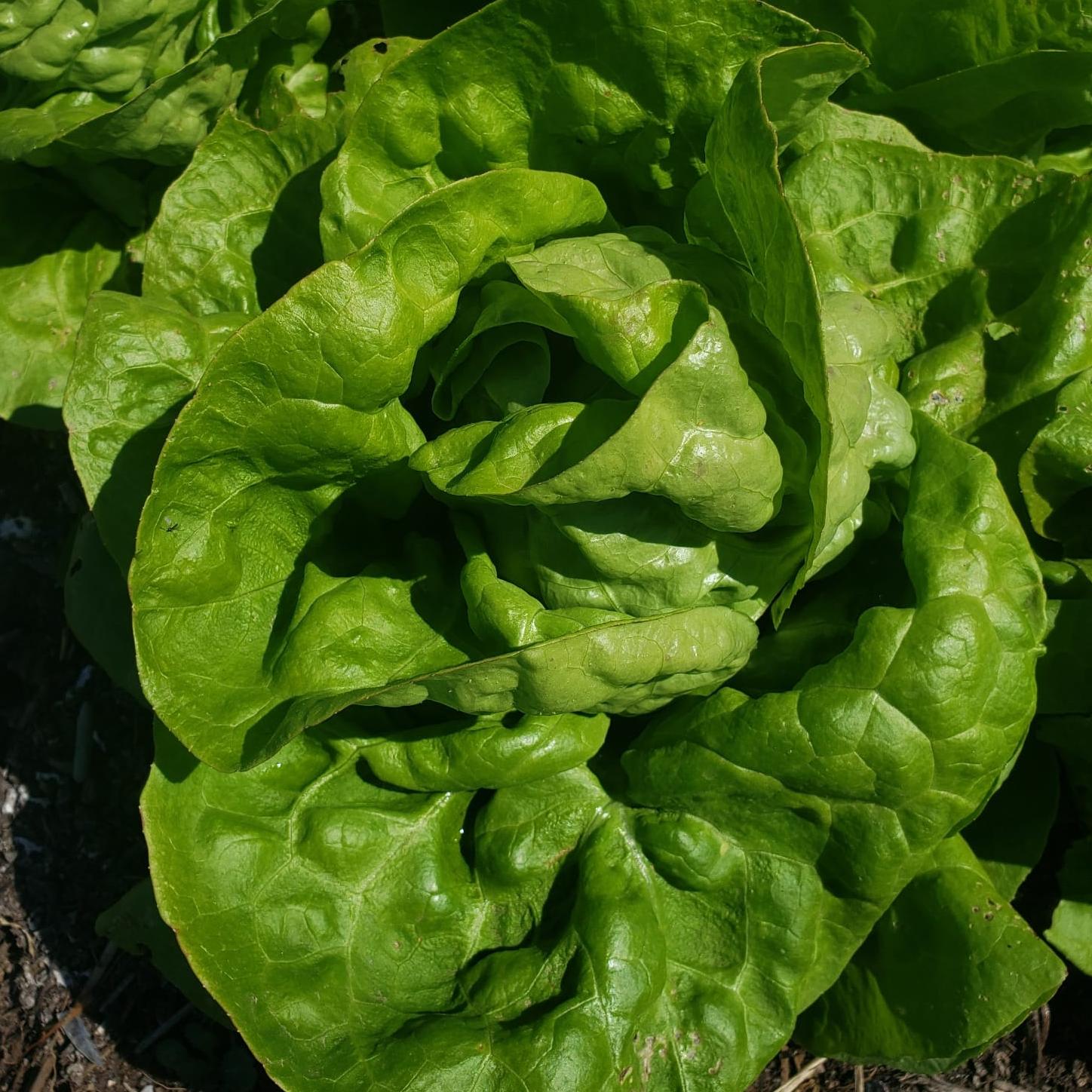 Laitue Pommée verte