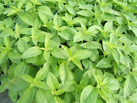 basilic citron