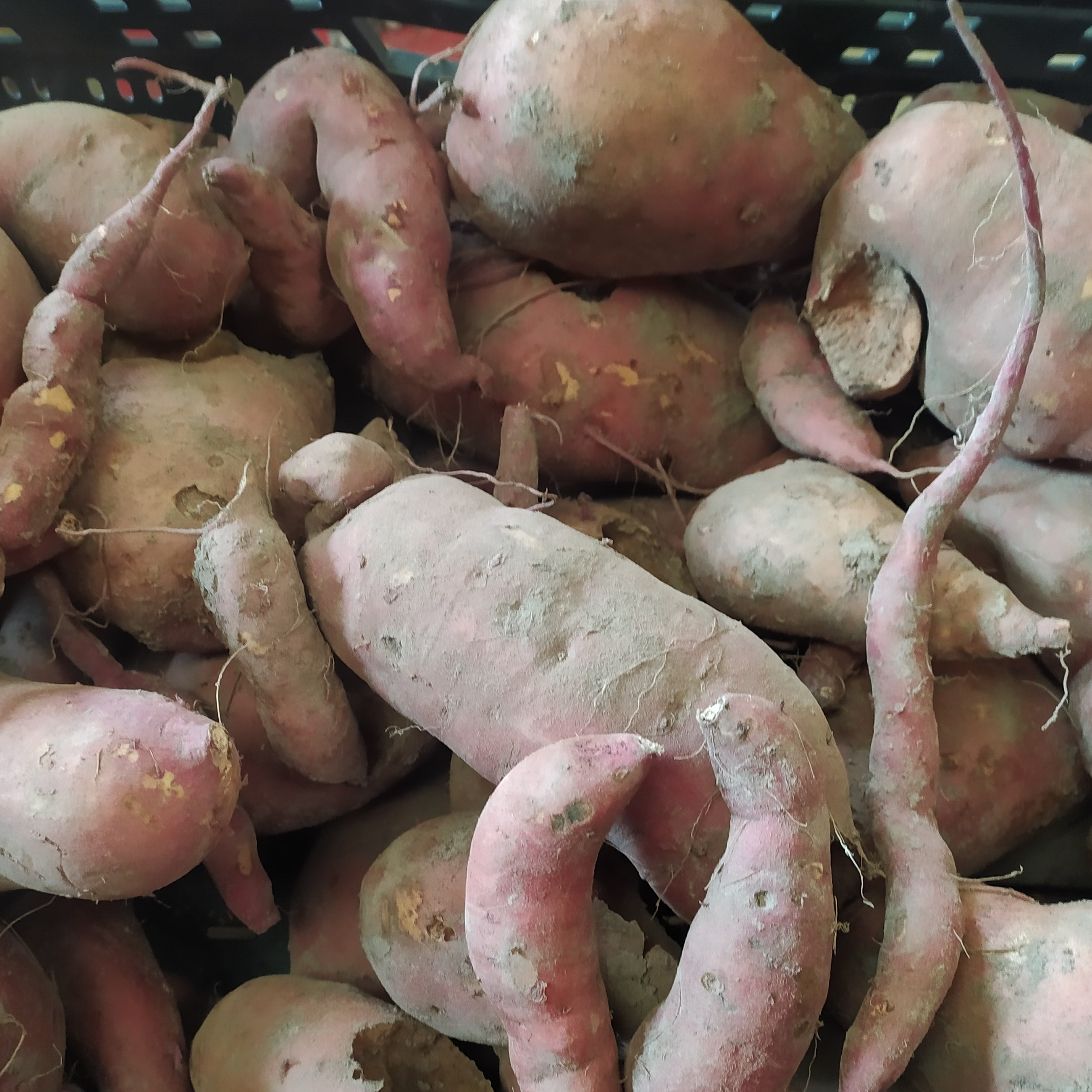 Patates douce déclassés