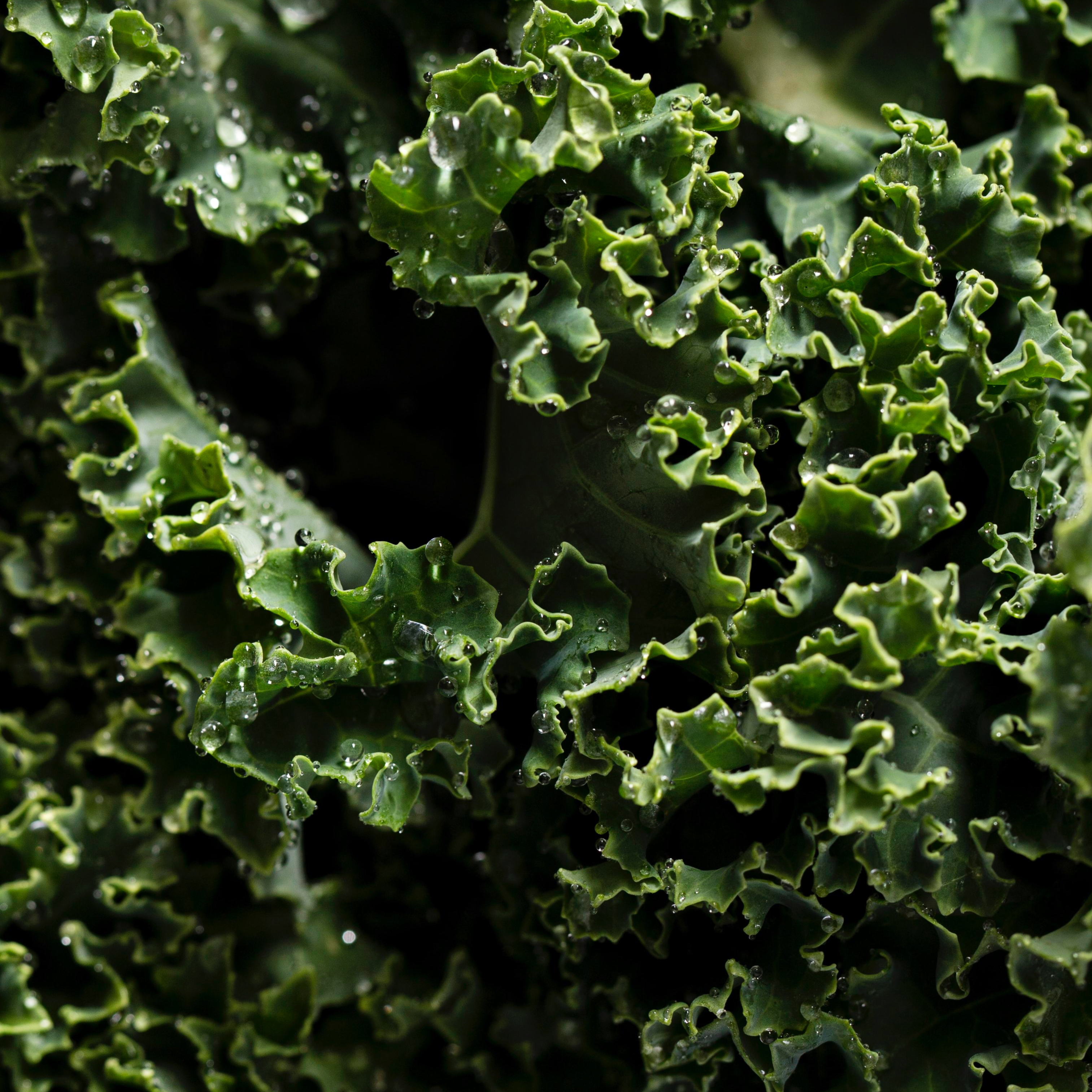 Chou kale (en vrac) - 250g