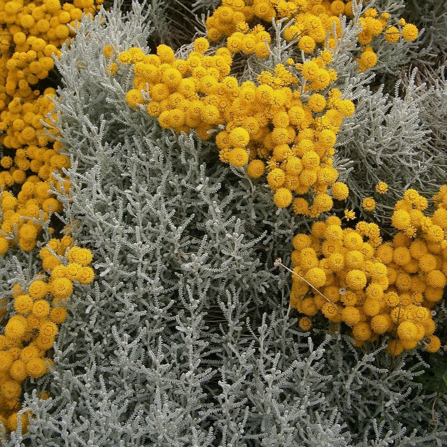 Santoline petit cyprès Pot 1,3L