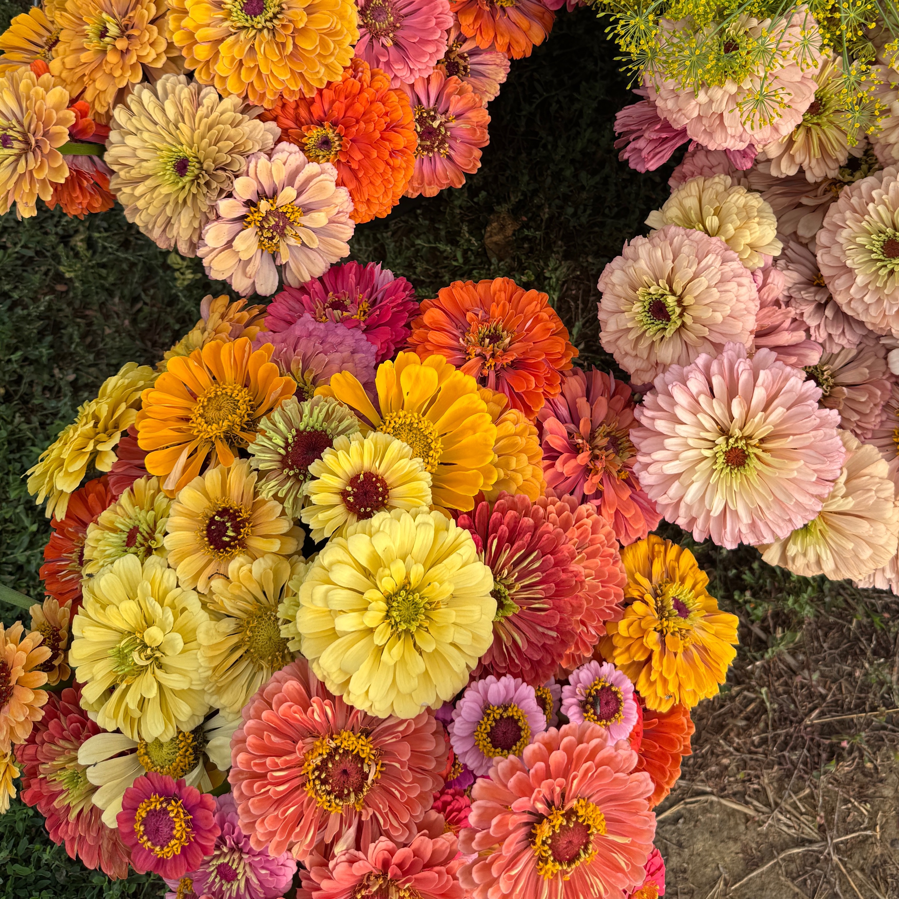 Zinnia à la tige