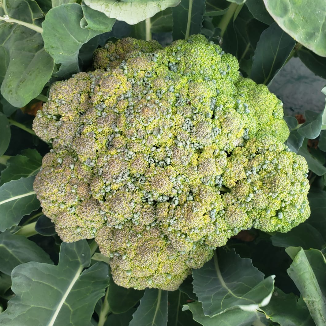 Brocoli - 300g