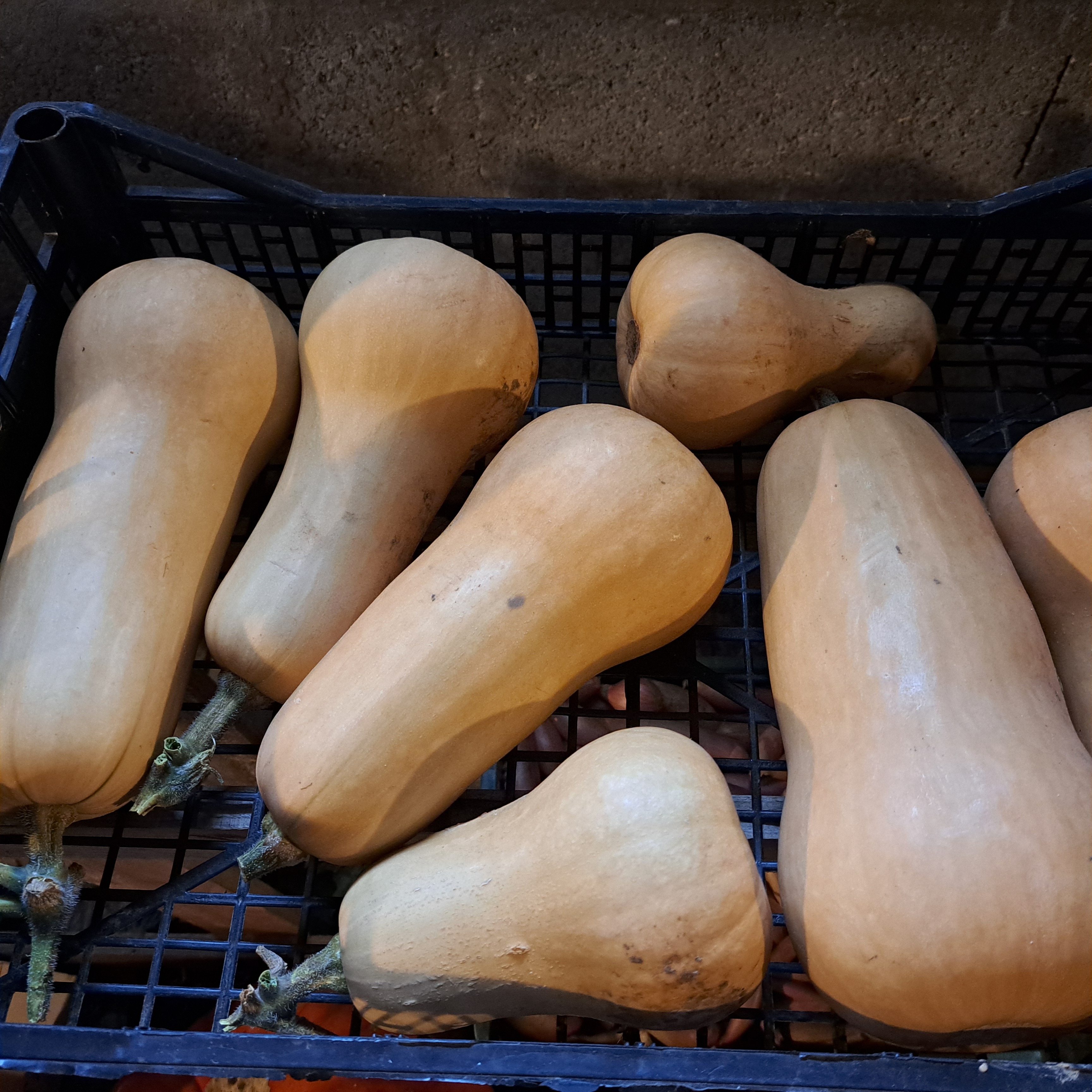 Courge Butternut - 1kg