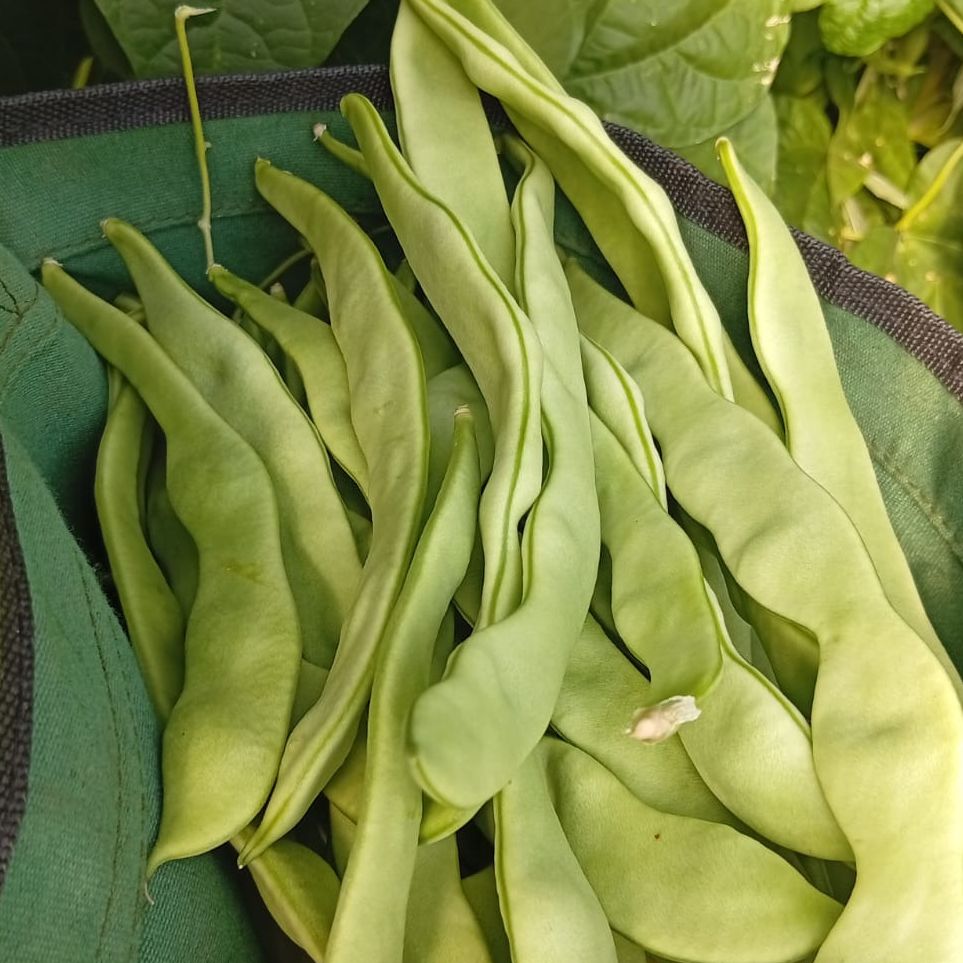 Haricots plats