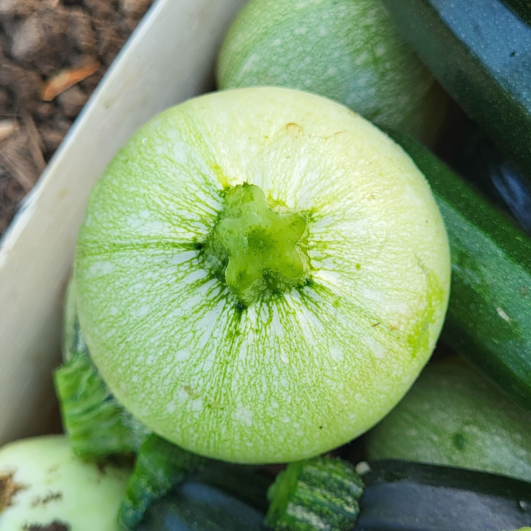Courgettes rondes - 400g