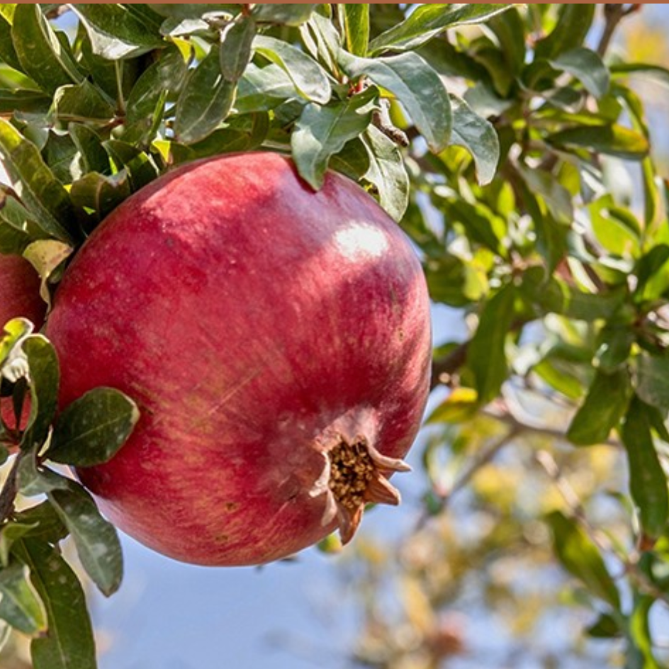 Grenadier 'Parfianka’ Pot 3L