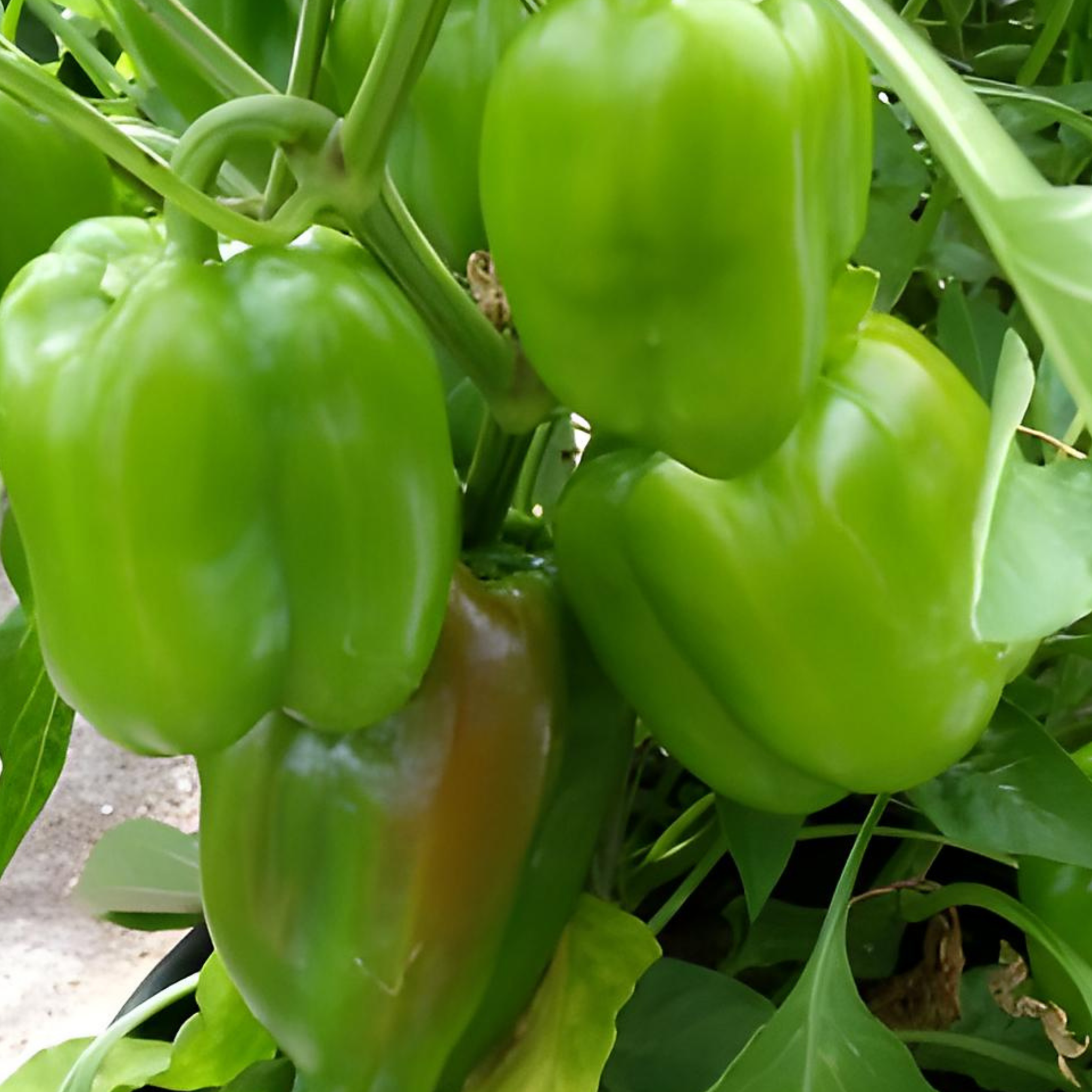 Poivrons verts