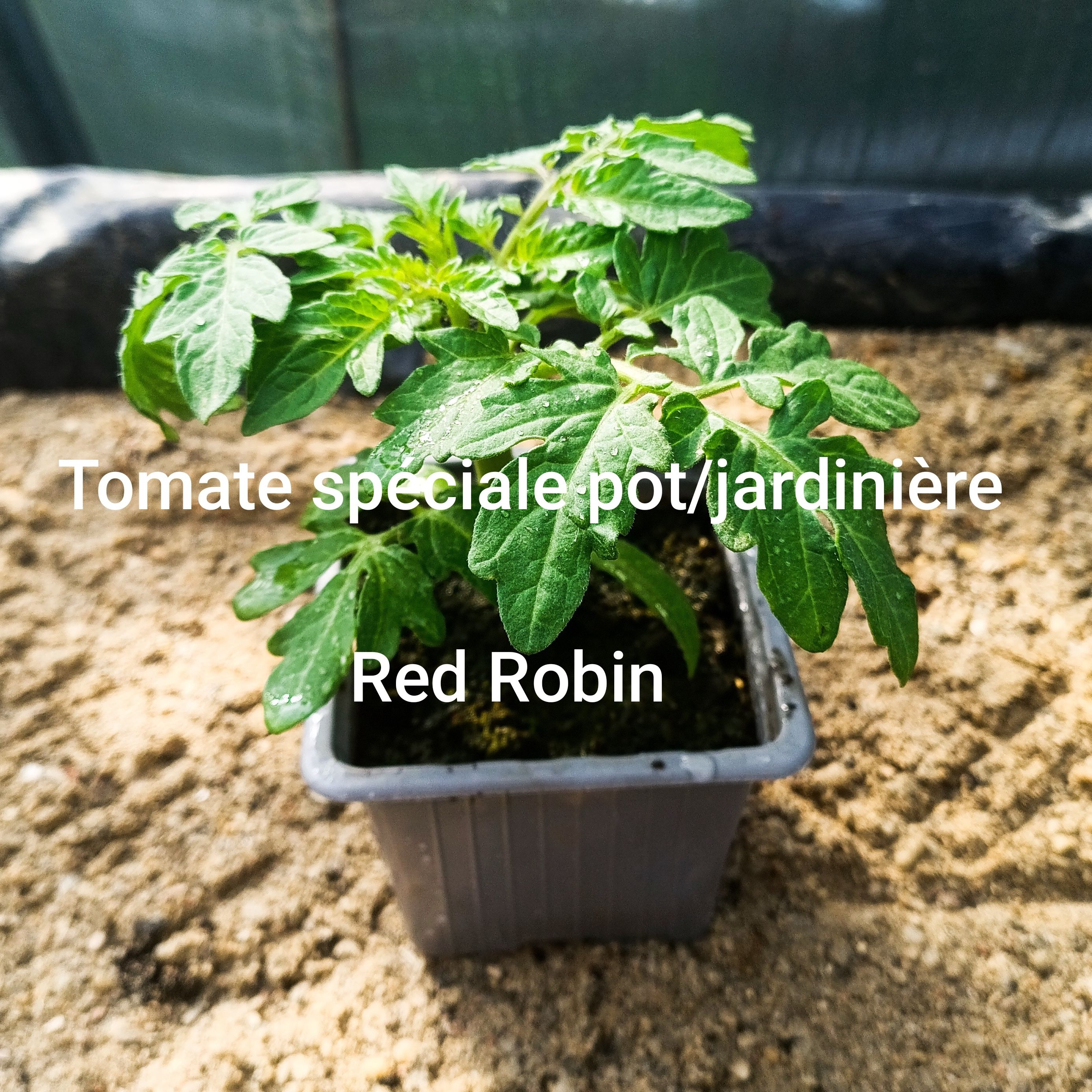 Plant tomate - red robin (spéciale jardinière)