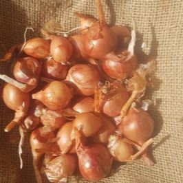 Échalotes fraiches - 0,3kg