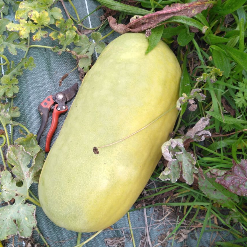 Pasteque à confire - Gigérine - De 3 à 5kg pièce