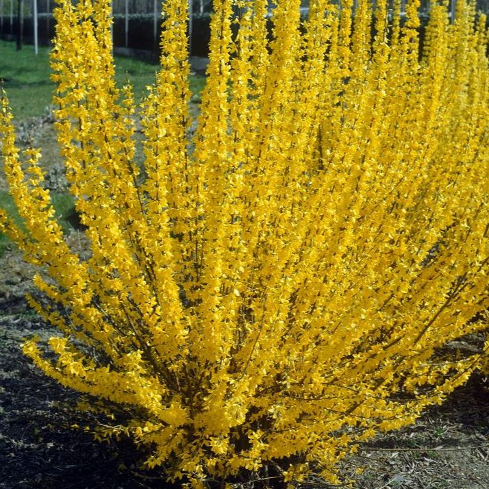 Forsythia intermedia "Lynwood"