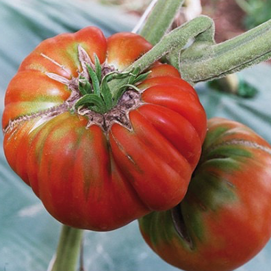 Plant Tomate Marmande - 300g