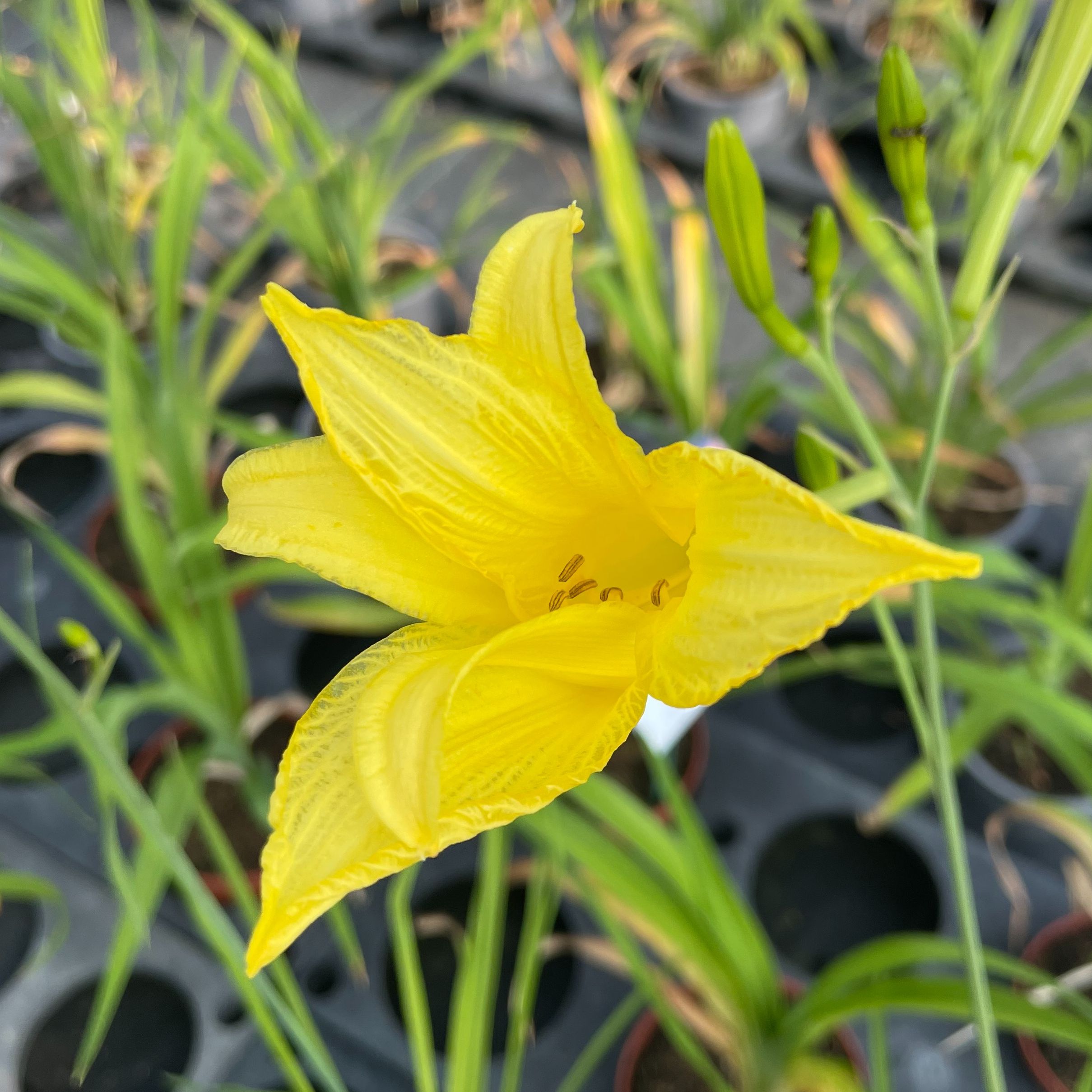Hemerocallis citrina