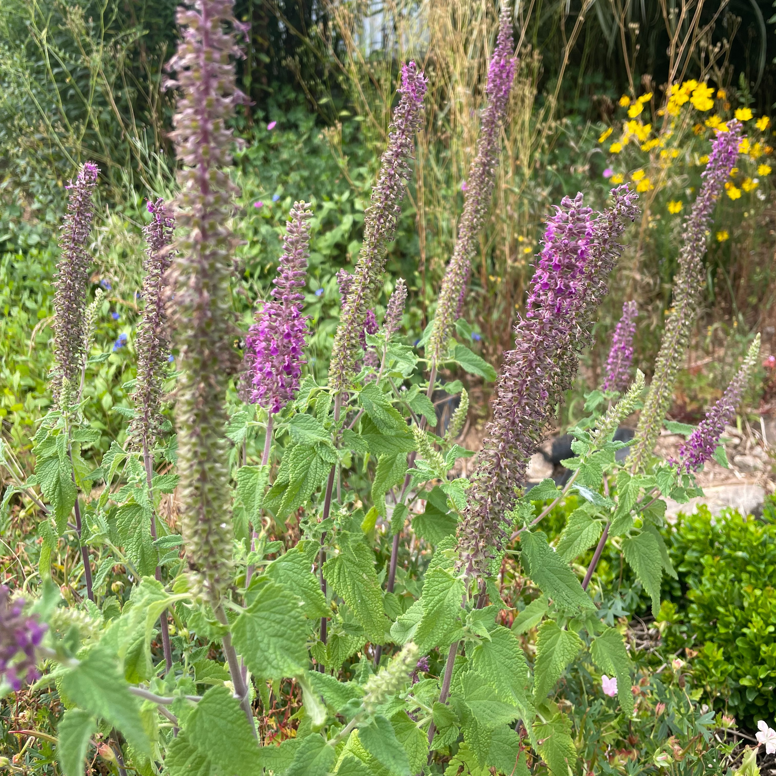 Teucrium hircanicum