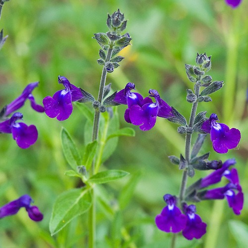 Sauge à petite feuille à fleur bleue Pot 1L