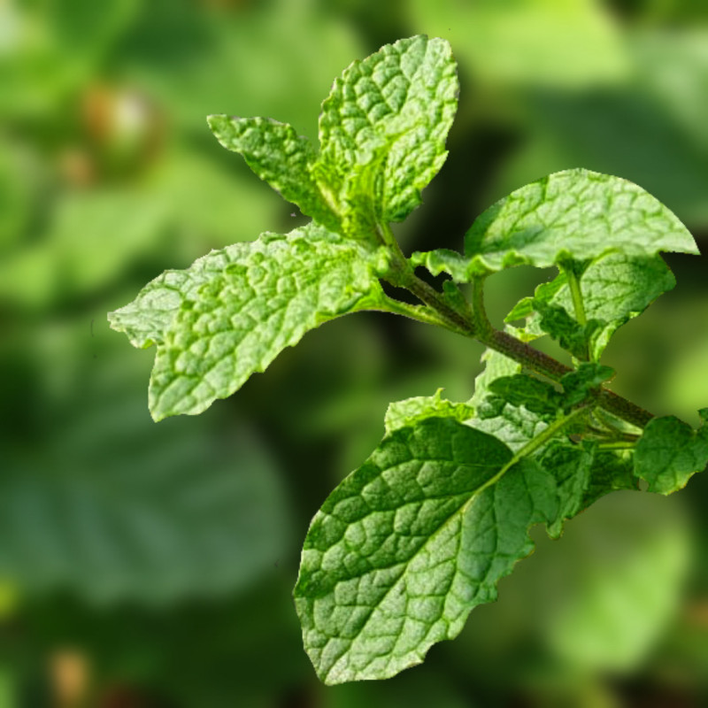 MENTHE FRAISE