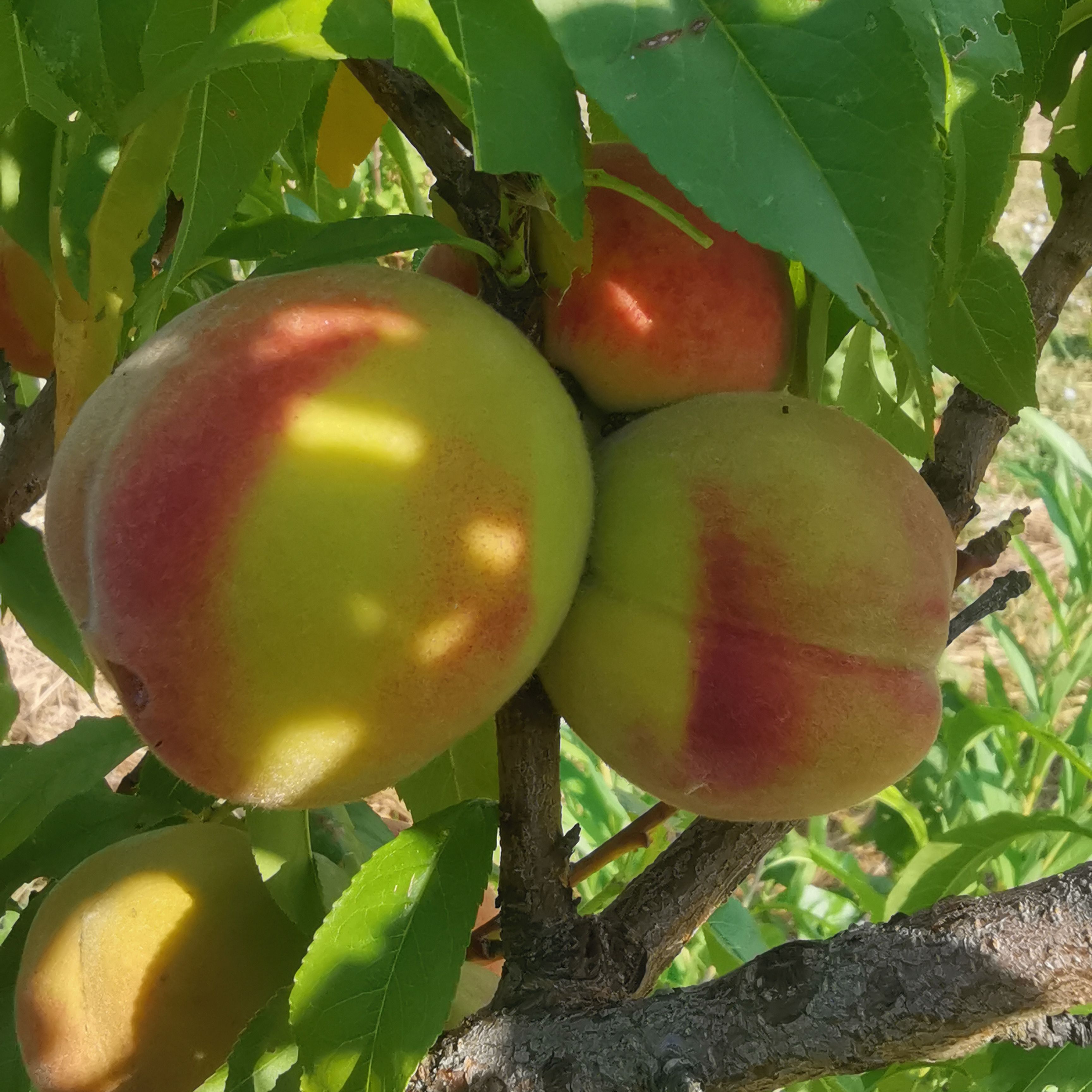 Belle Angevine – Montclar