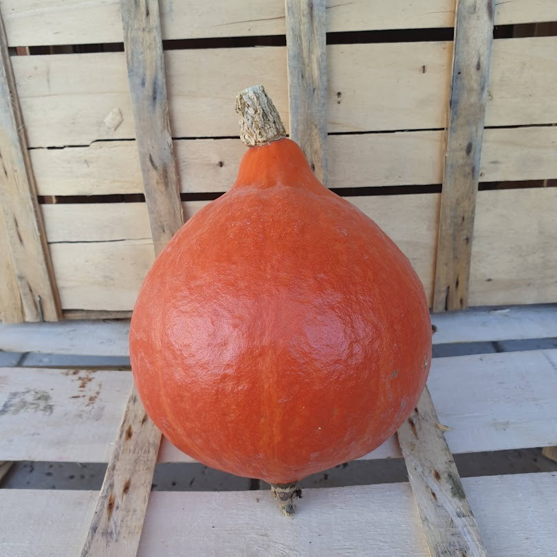 Potimarron - de 5kg