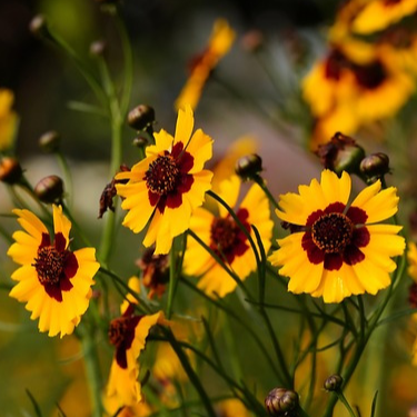 Coreopsis des teinturiers - Conteneur de 1.5L