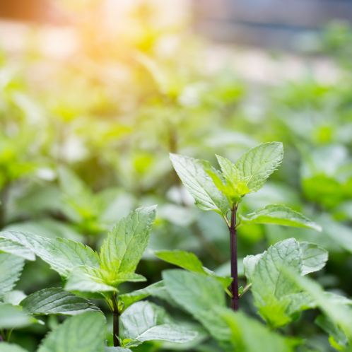 MENTHE POIVRÉE Bio