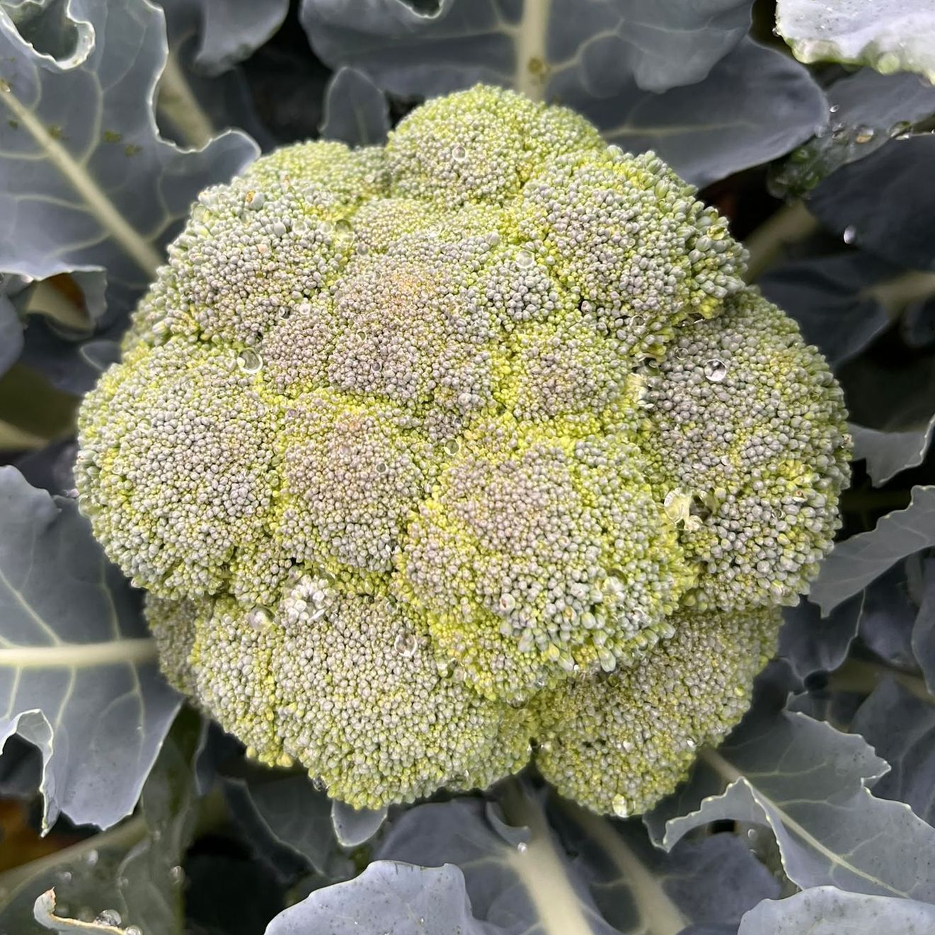 Chou Brocoli