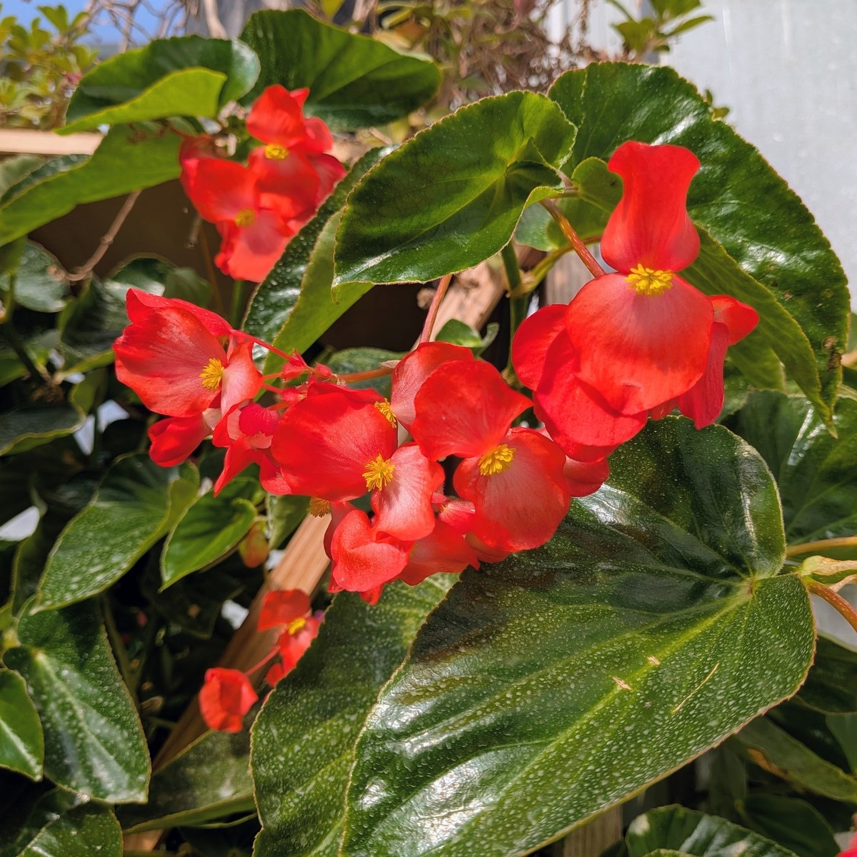 Fleurs de bégonia Dragon rouge - 4g - 4g