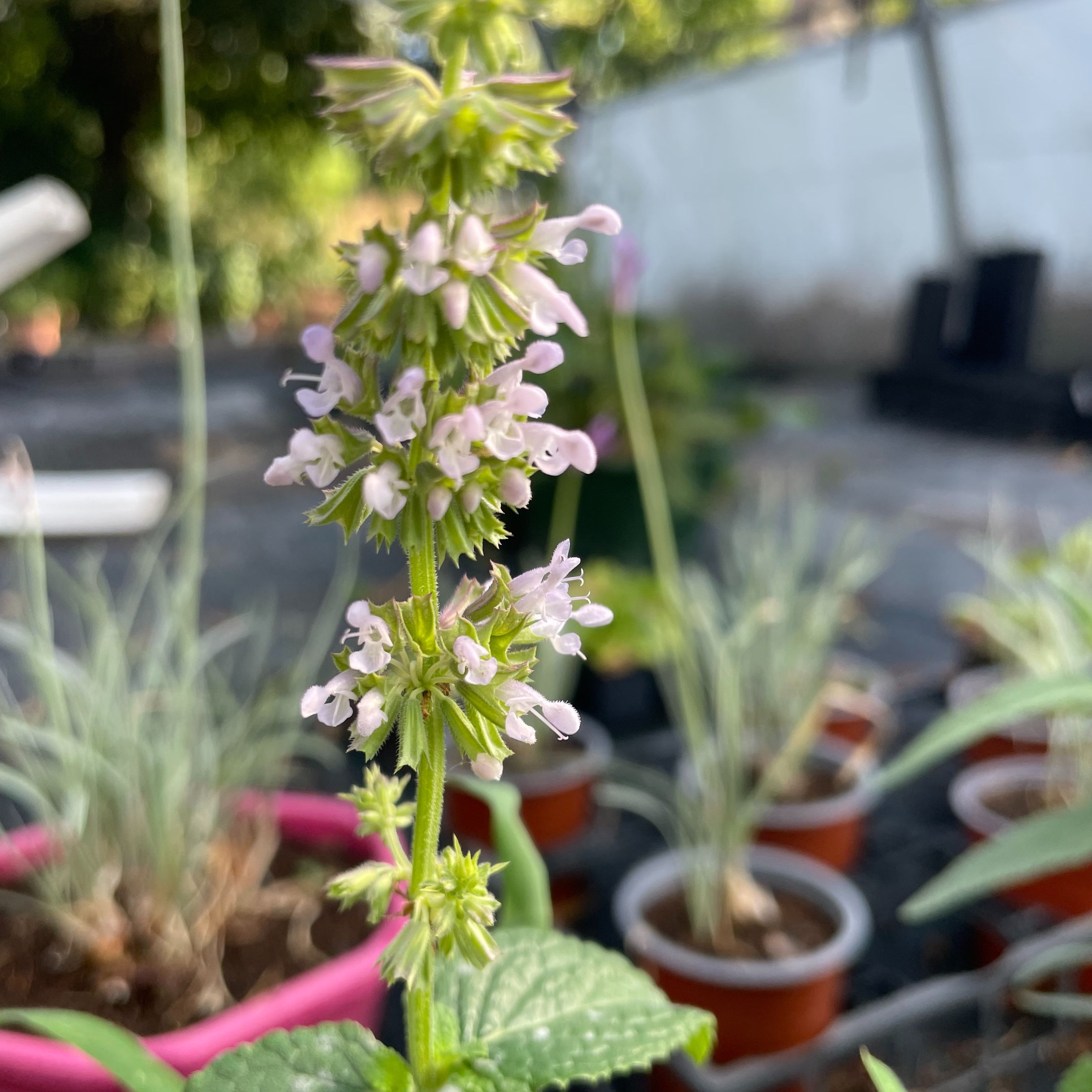 Salvia napifolia