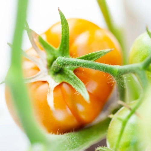 TOMATE Persimmon Bio