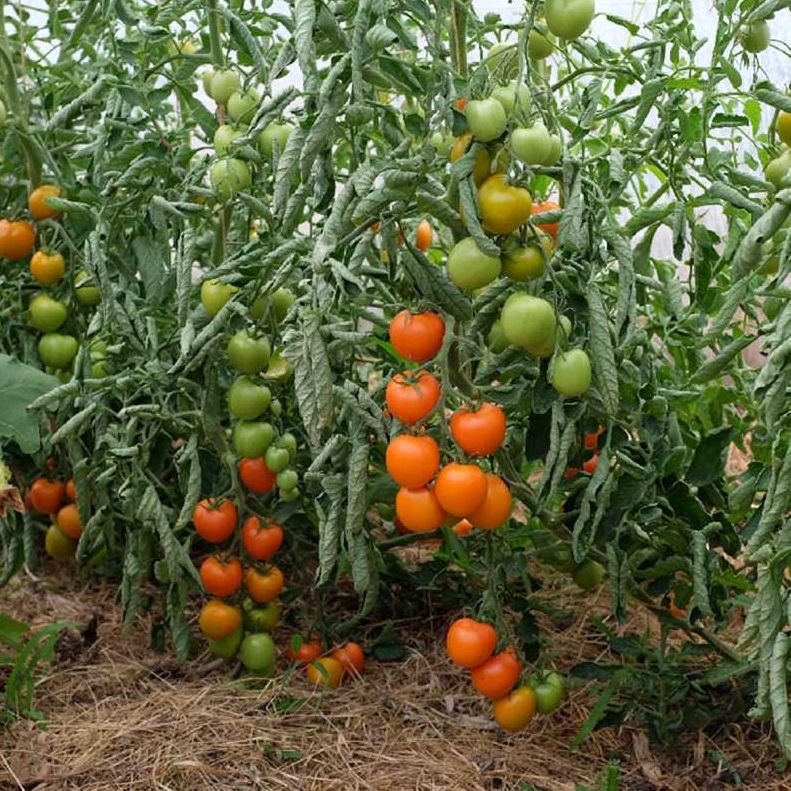 Plant Tomate Auriga bio