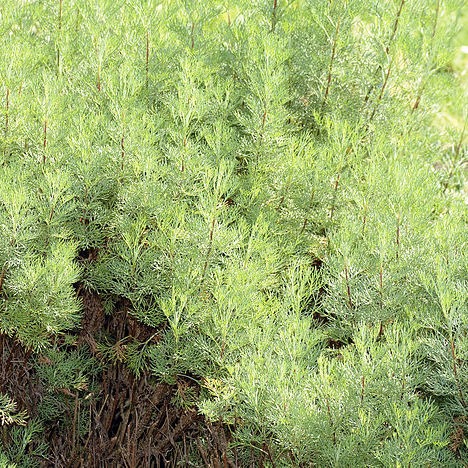 Aurone, arquebuse Pot