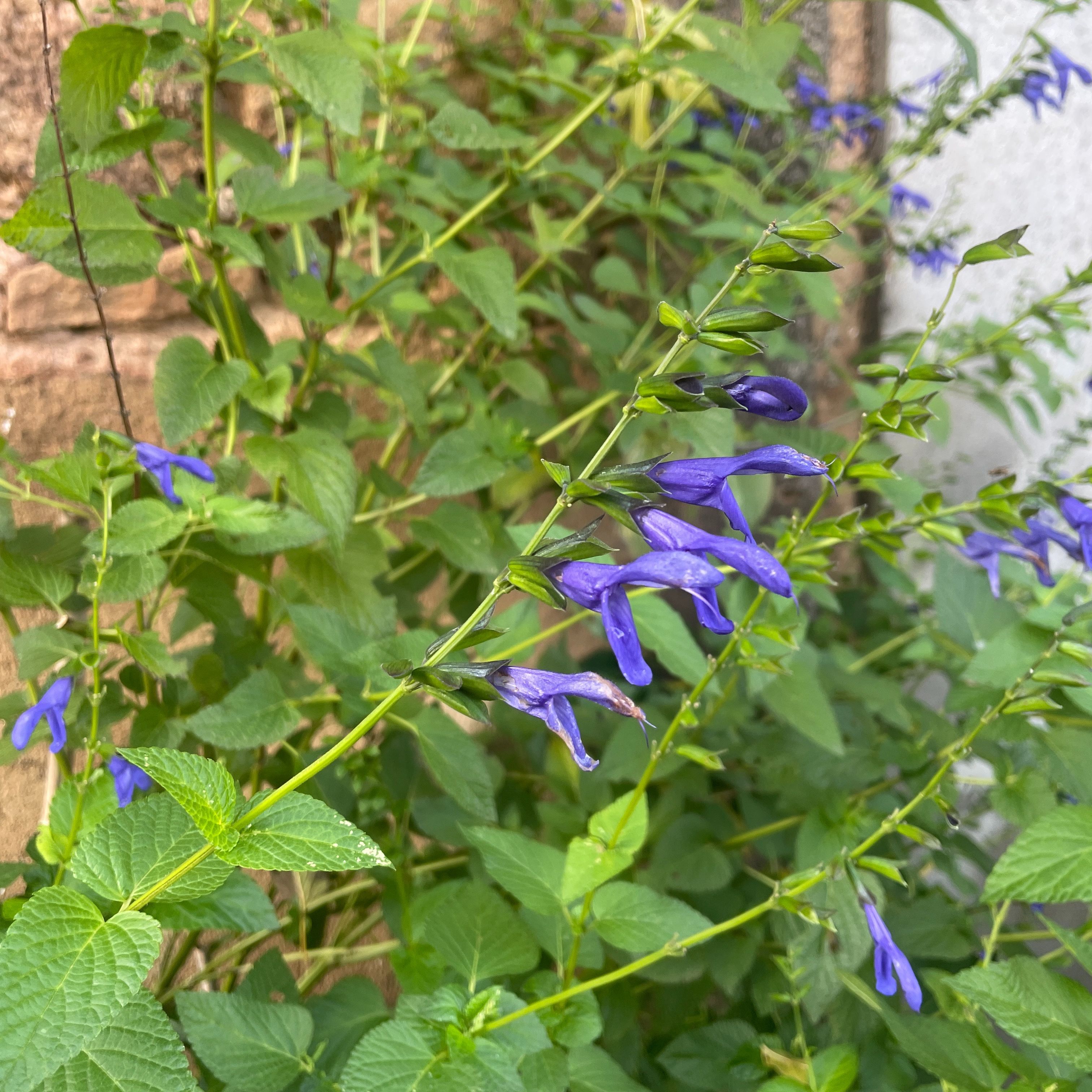 Salvia guaranitica