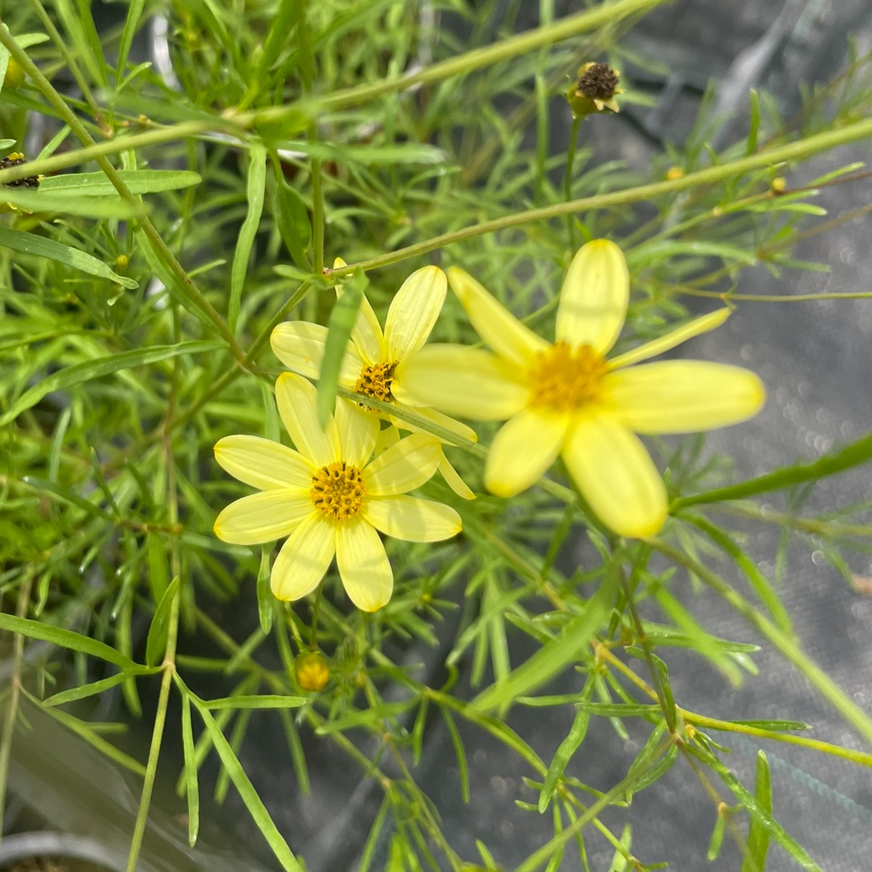Coreopsis verticillata 'Moonbeam'