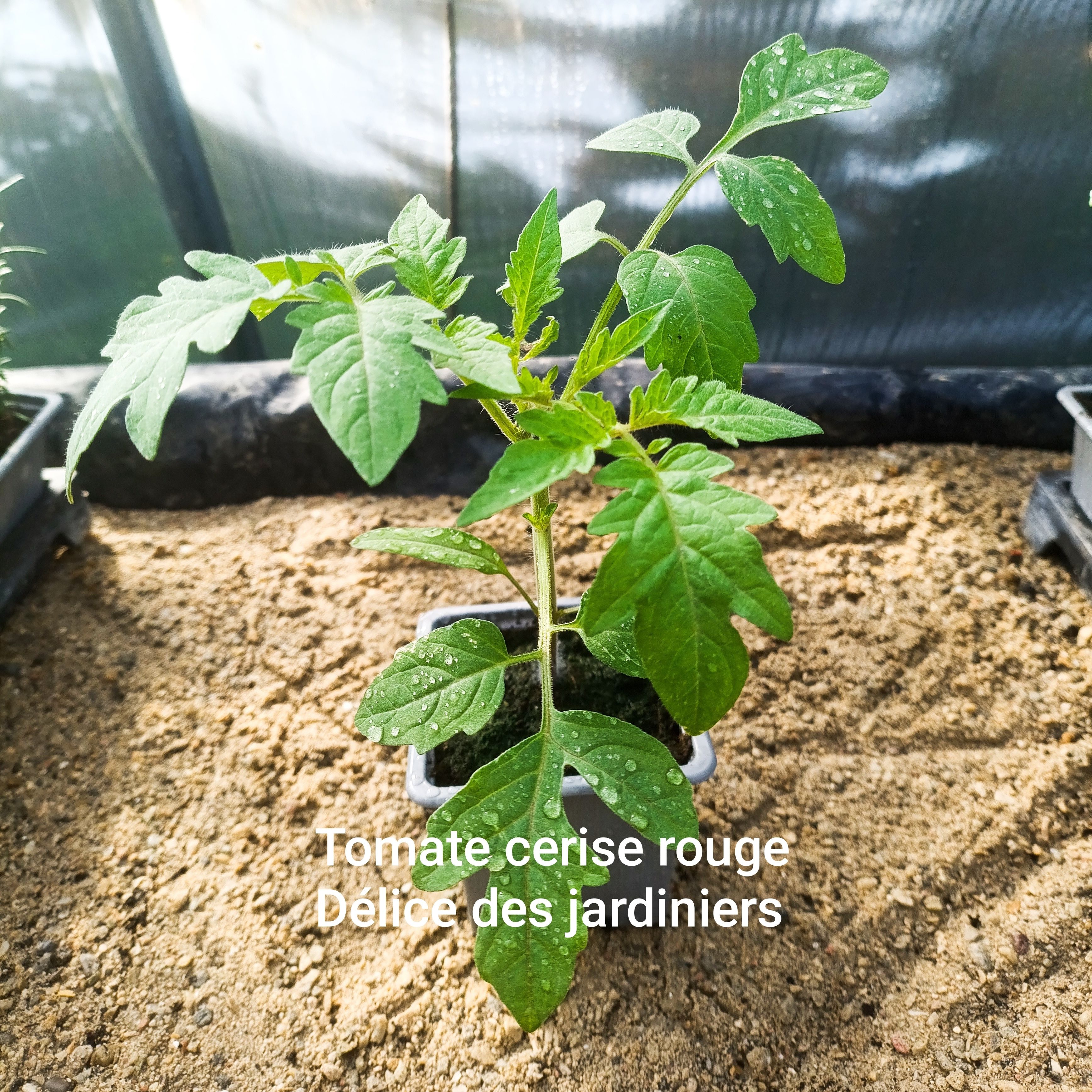 Plant tomate - cerise rouge délice des jardiniers