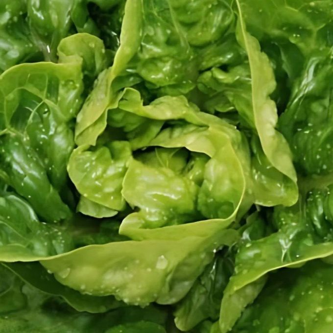 Salade Sucrine verte