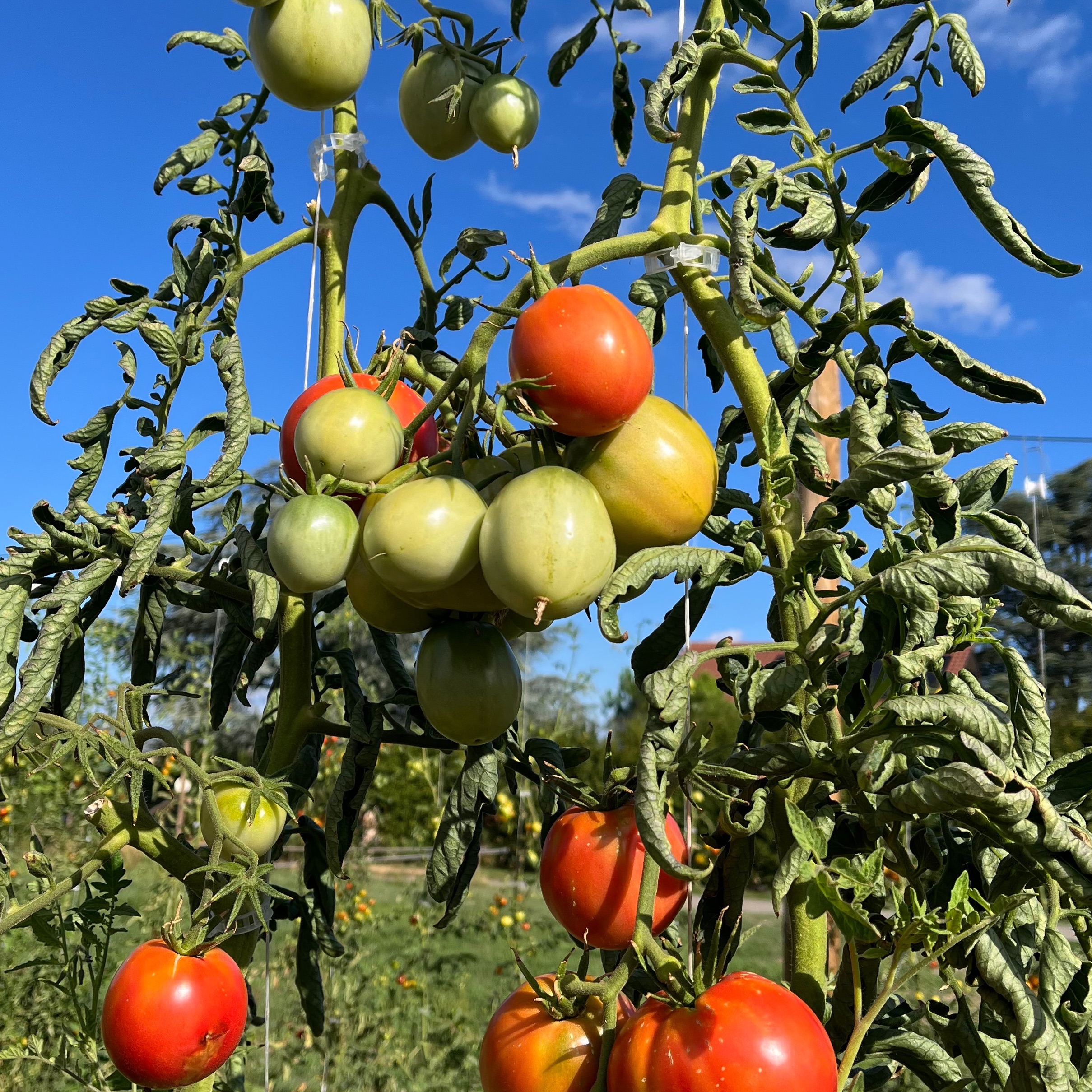 Tomate