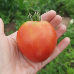 17 PETIT COEUR DE BOEUF ROSE