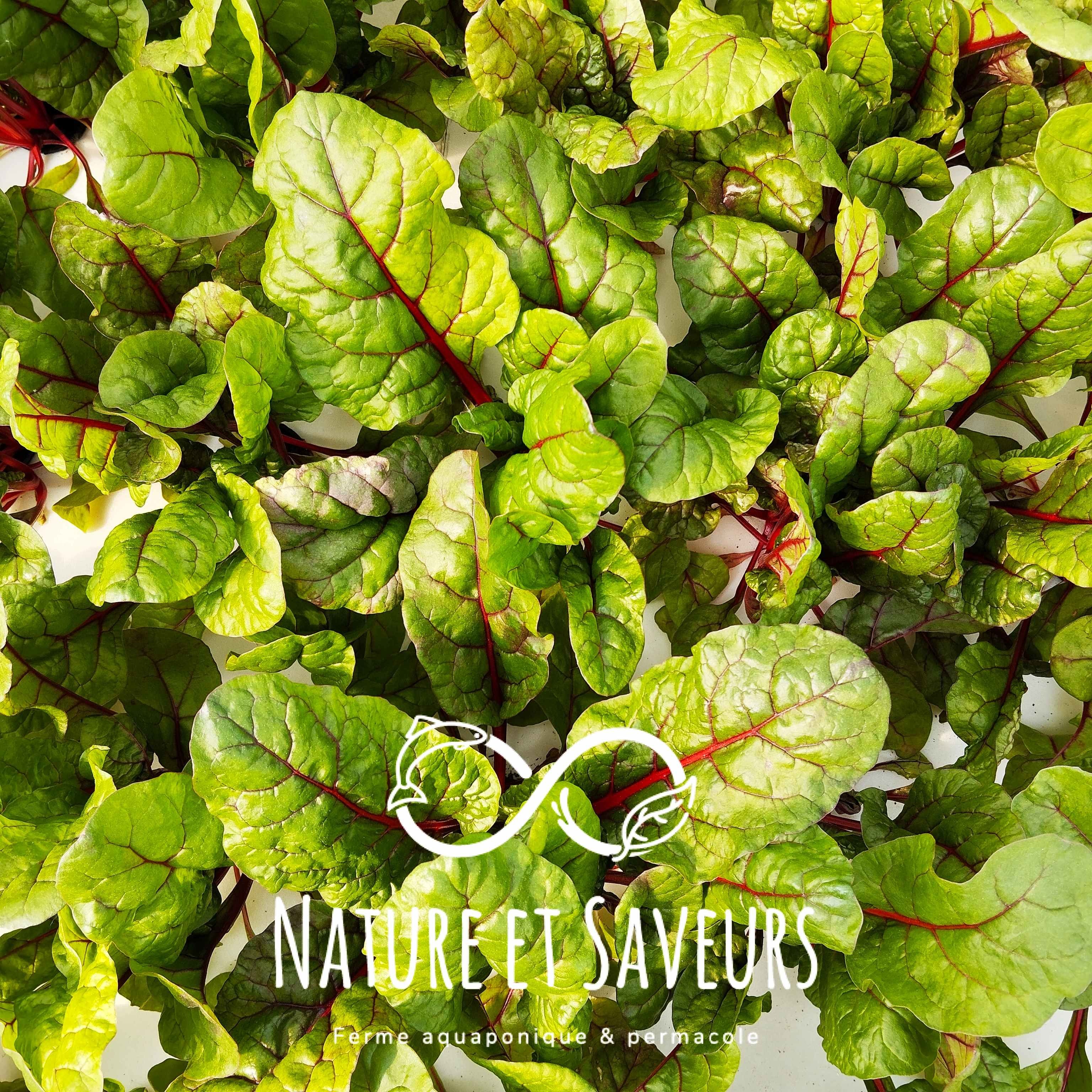 Jeune blette rouge Charlotte – intensité végétale et finesse - 250g