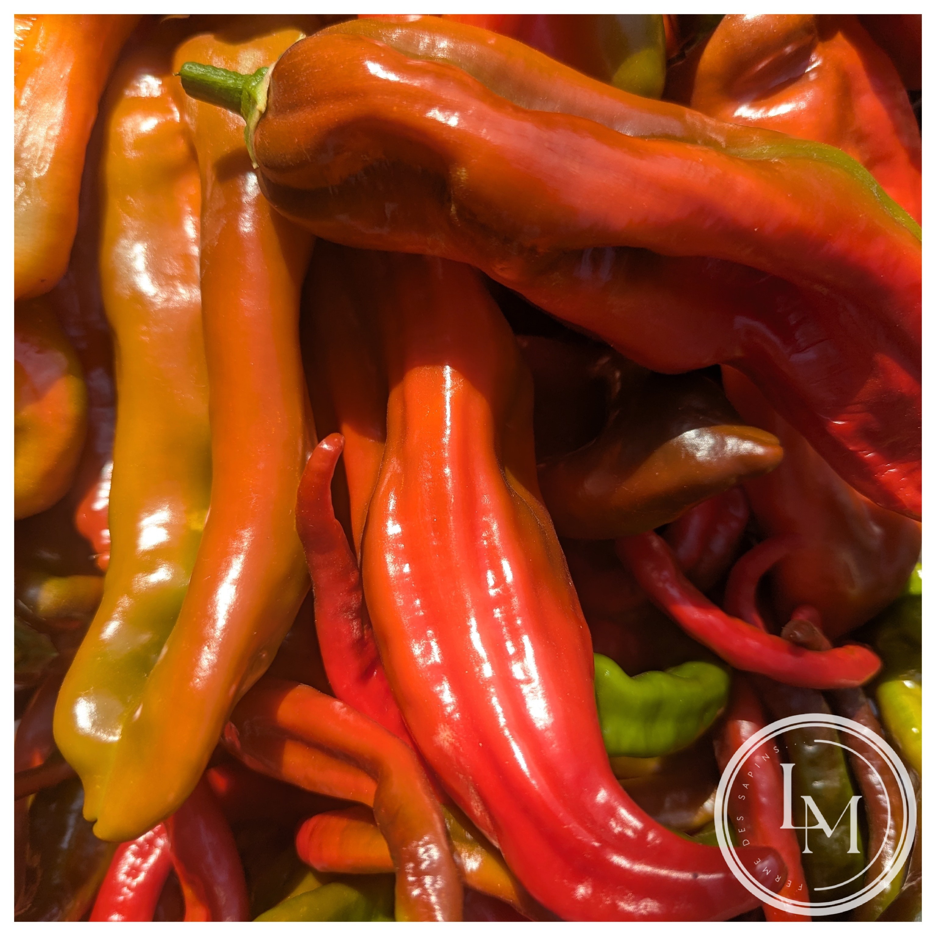 Poivrons corne de taureau multicolores (kg)