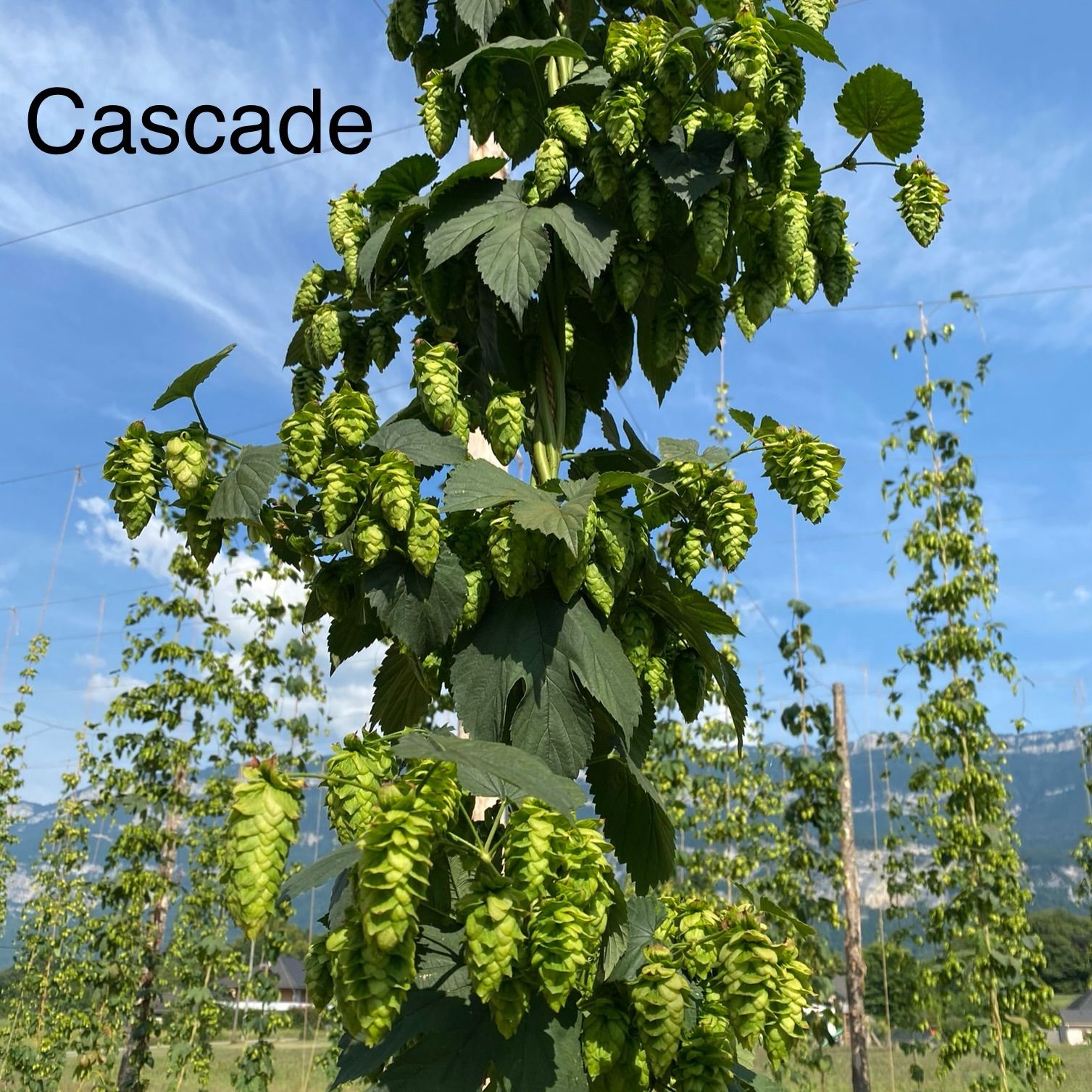 Houblon en cône frais bio variété Cascade - 1kg