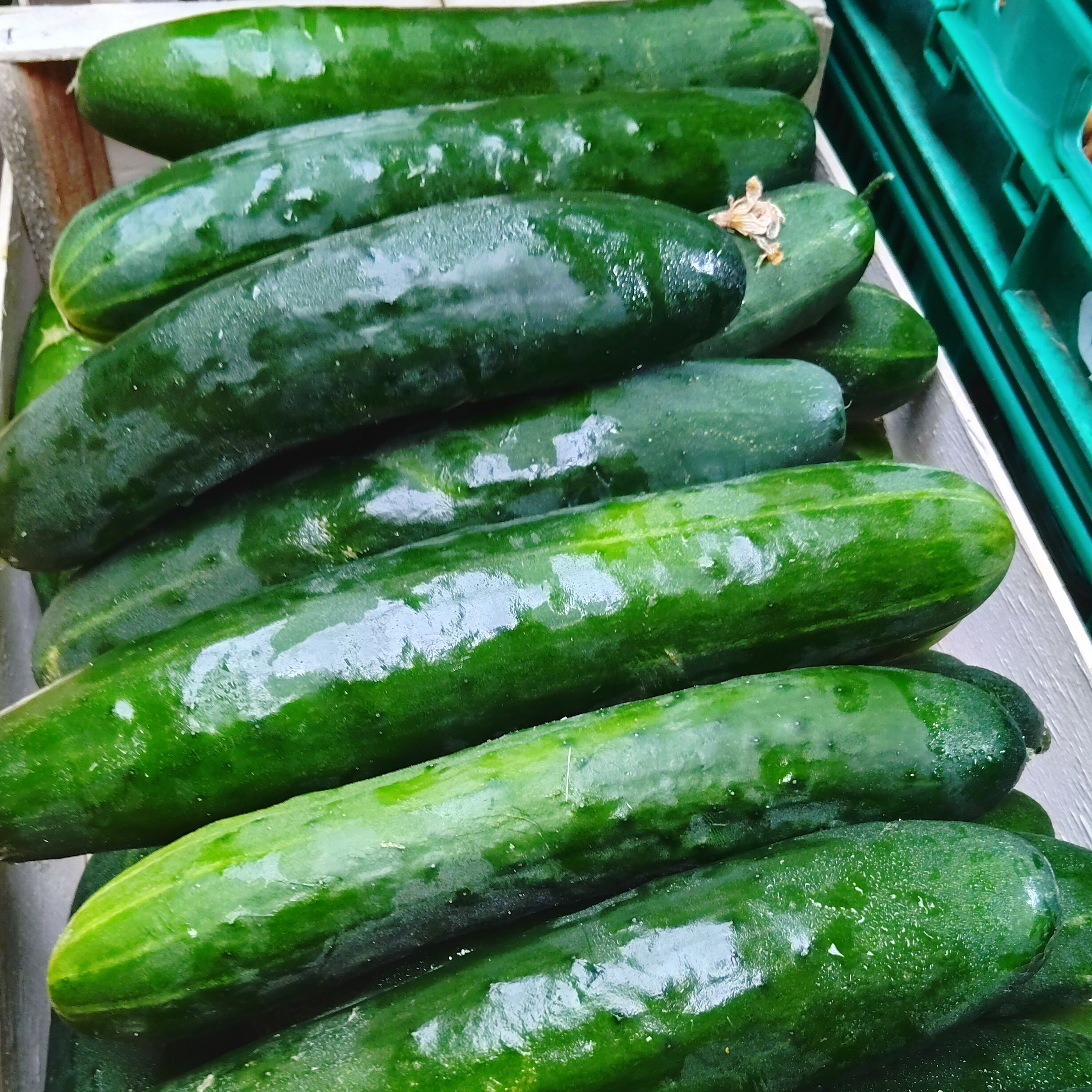 Concombre long