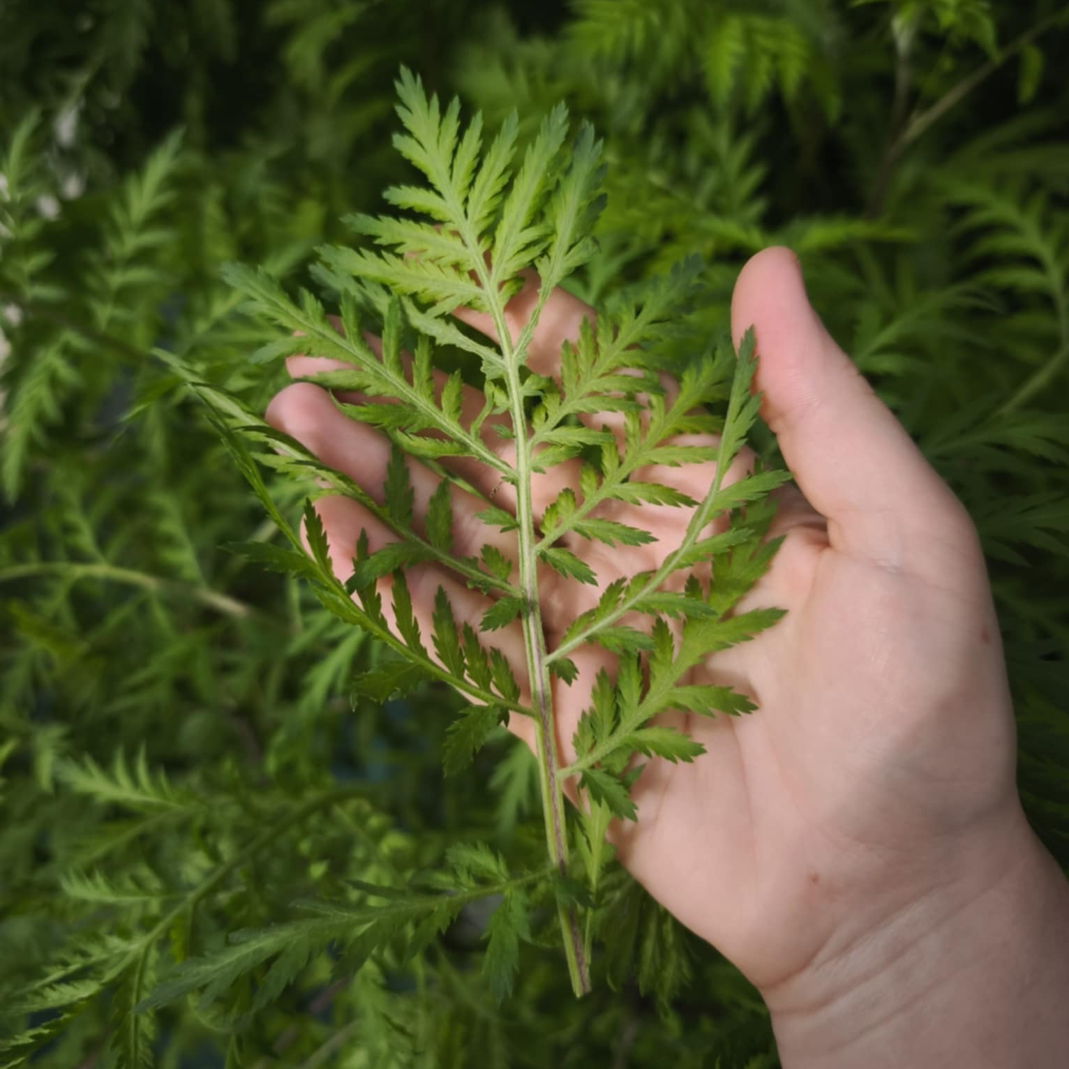 Tanaisie (grandes feuilles)