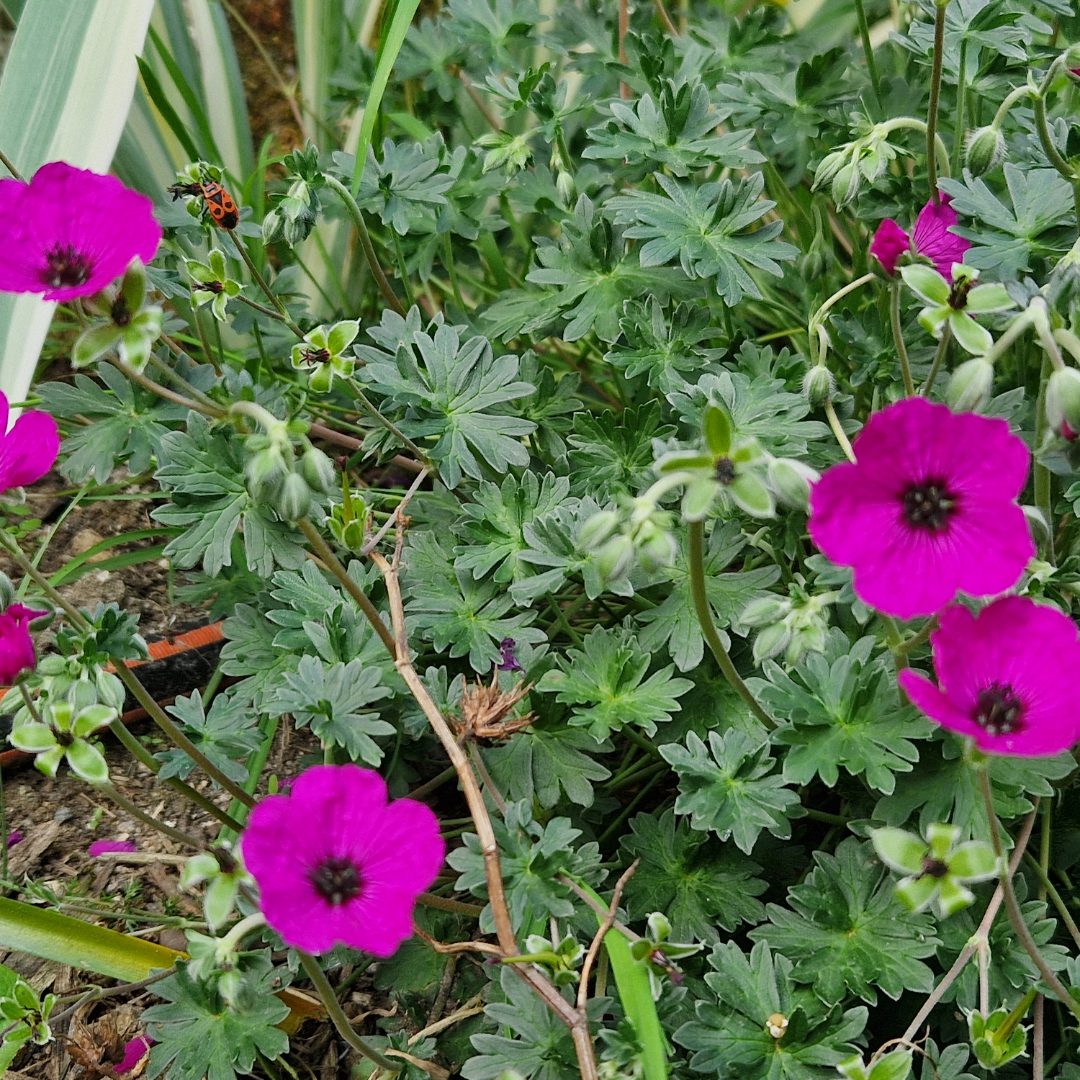 Geranium cinerum ‘Splendens’