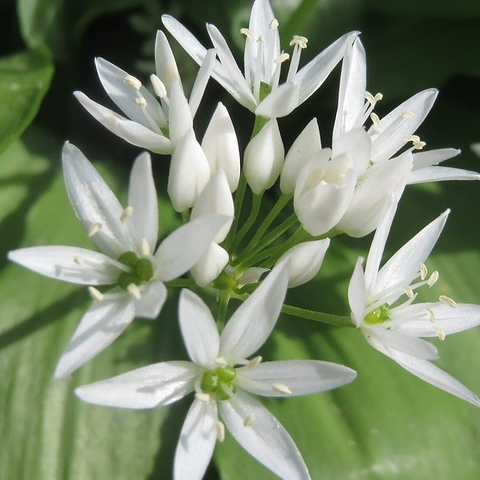 Fleurs  d'ail des ours (par 25)