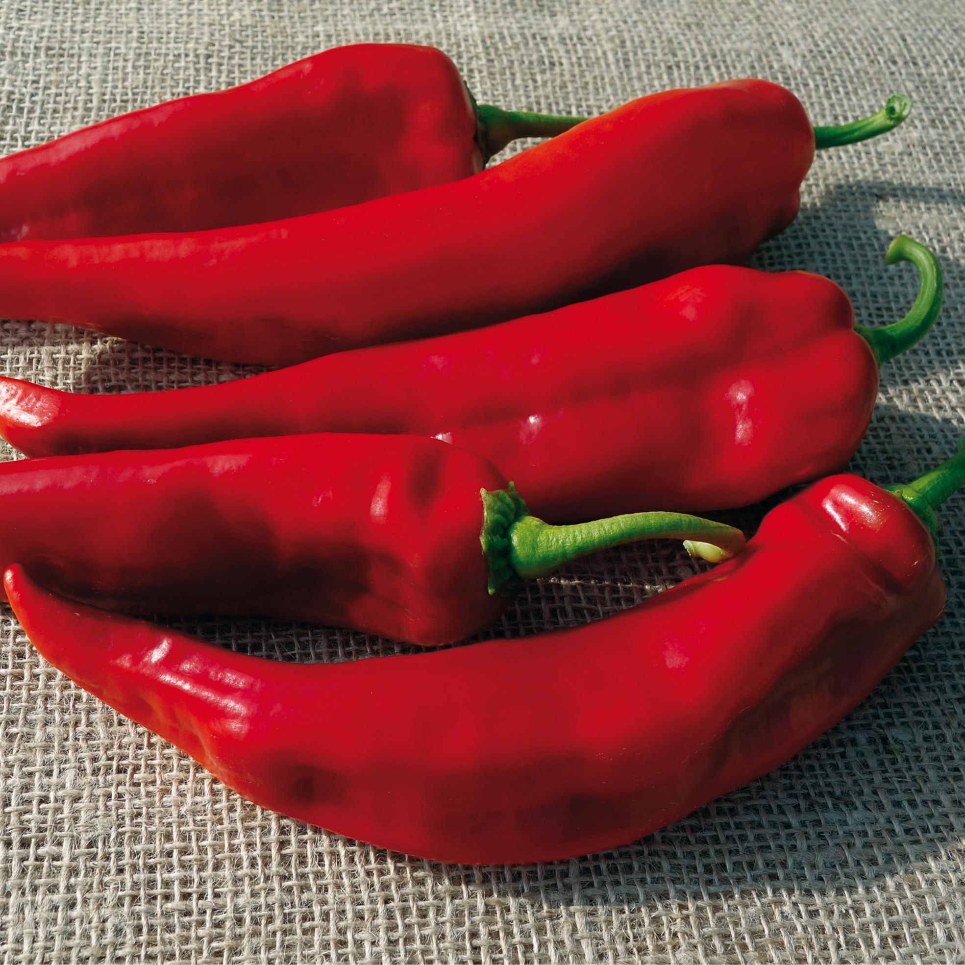 POIVRON TENDRE ROUGE